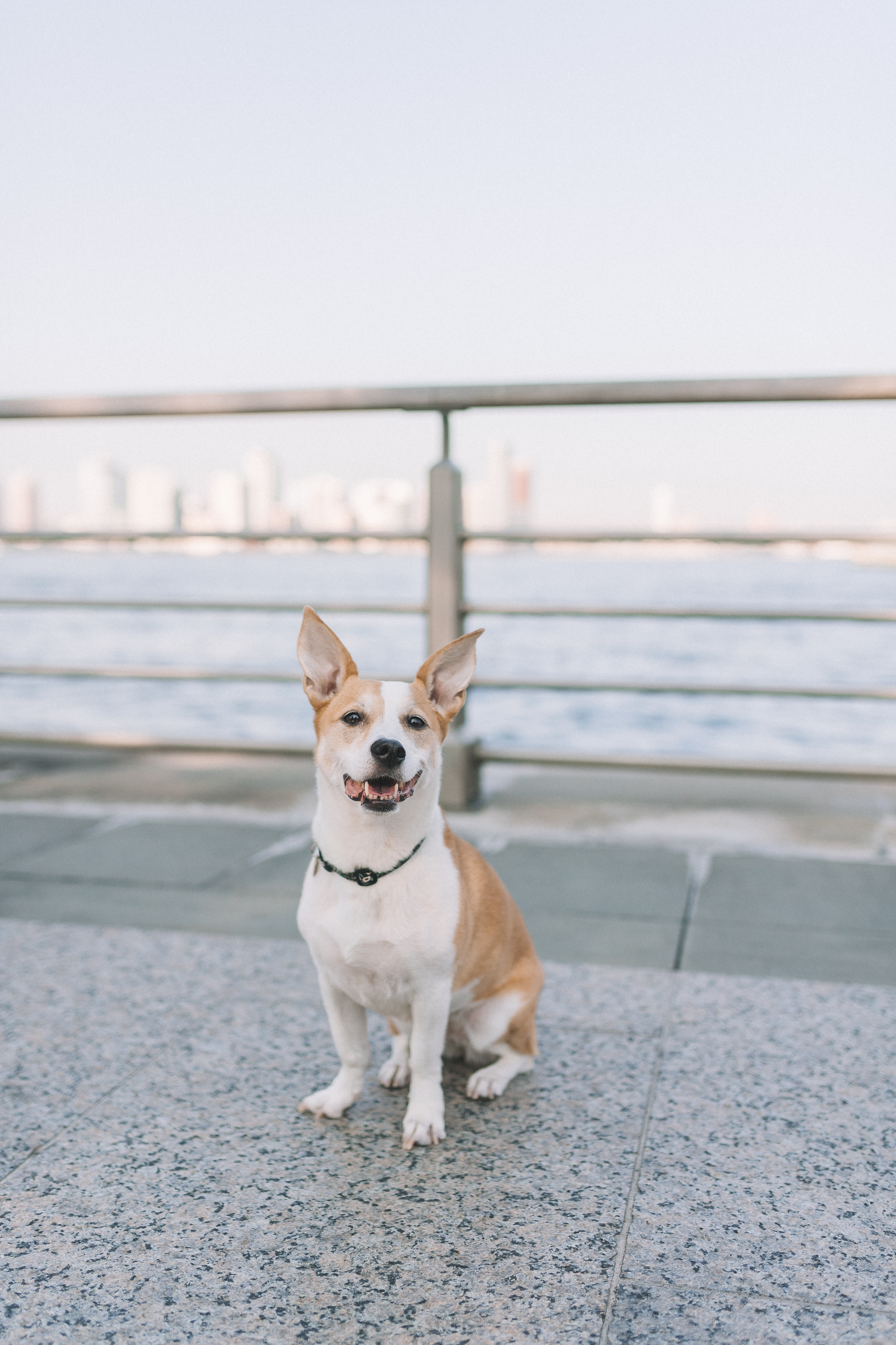 Favorite Dog-Friendly Spots in New York City.